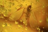 Fossil Flies (Family Psychodidae) In Baltic Amber #109392-1